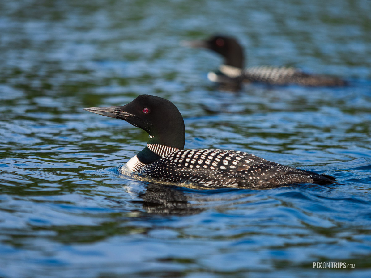 Common loons on Lake Monroe, Parc National du Mont Tremblant, Quebec - Pix on Trips
