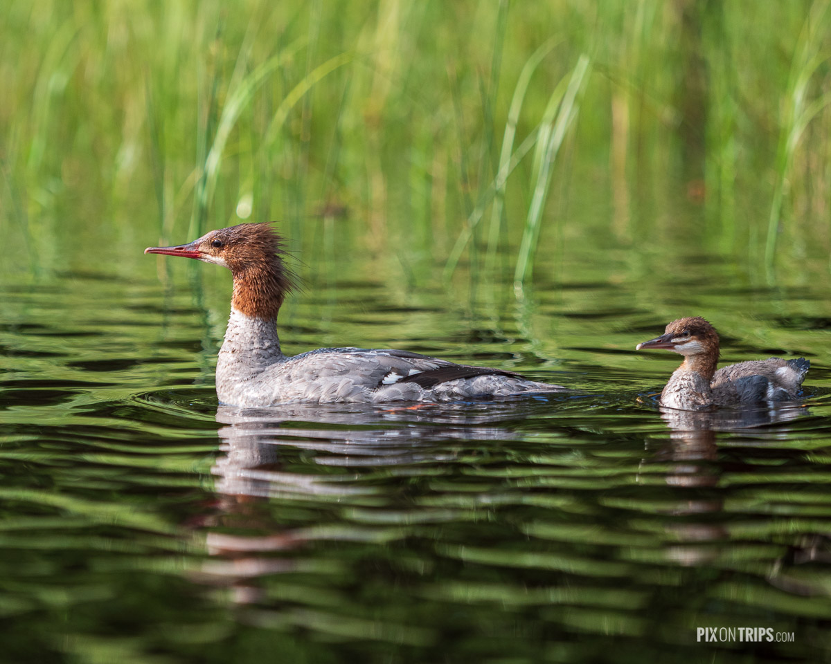 Female common merganser and her chick swim in lake, Parc National du Mont-Tremblant, Quebec - Pix on Trips