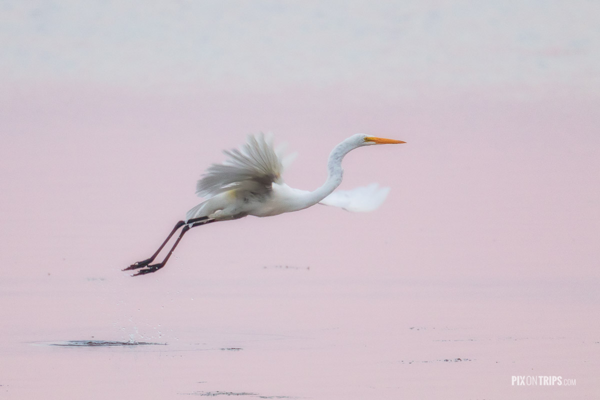 Great egret takes off from Ottawa River at dawn, Ottawa, Canada - Pix on Trips