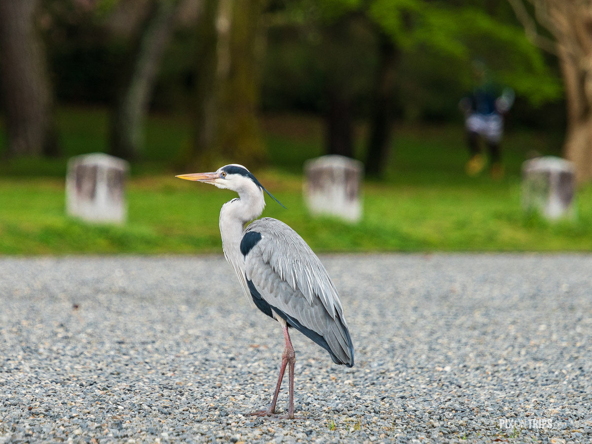 Gray heron standing on the road of Kyoto Imperial Park, Kyoto, Japan - Pix on Trips