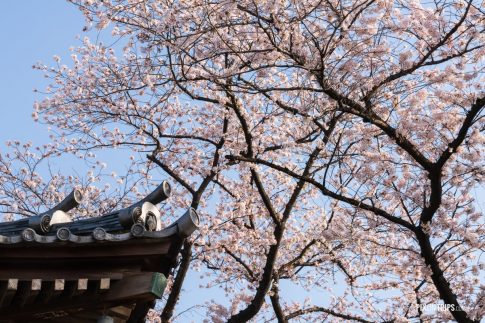 A corner of buddhist temple against cherry blossoms - Pix on Trips
