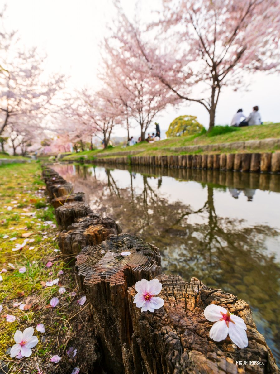 Hanami in Japan during cherry blossom season - Pix on Trips